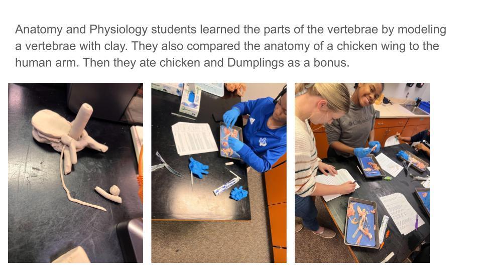 Anatomy